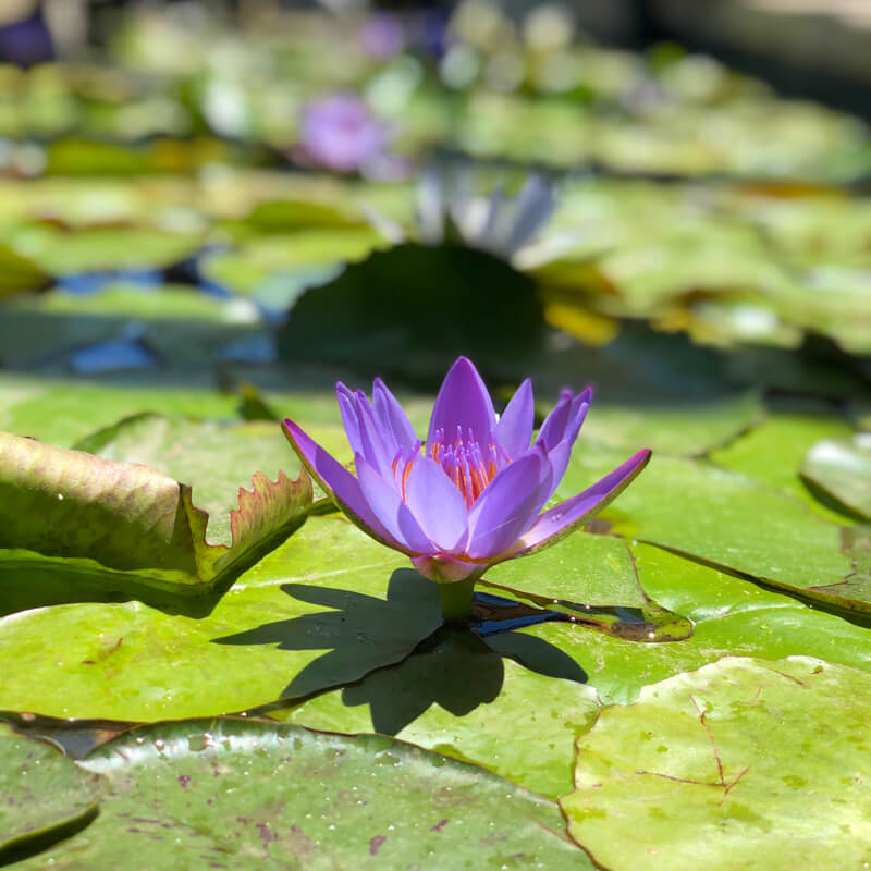 Aquatic Plants  Pro Ponds West