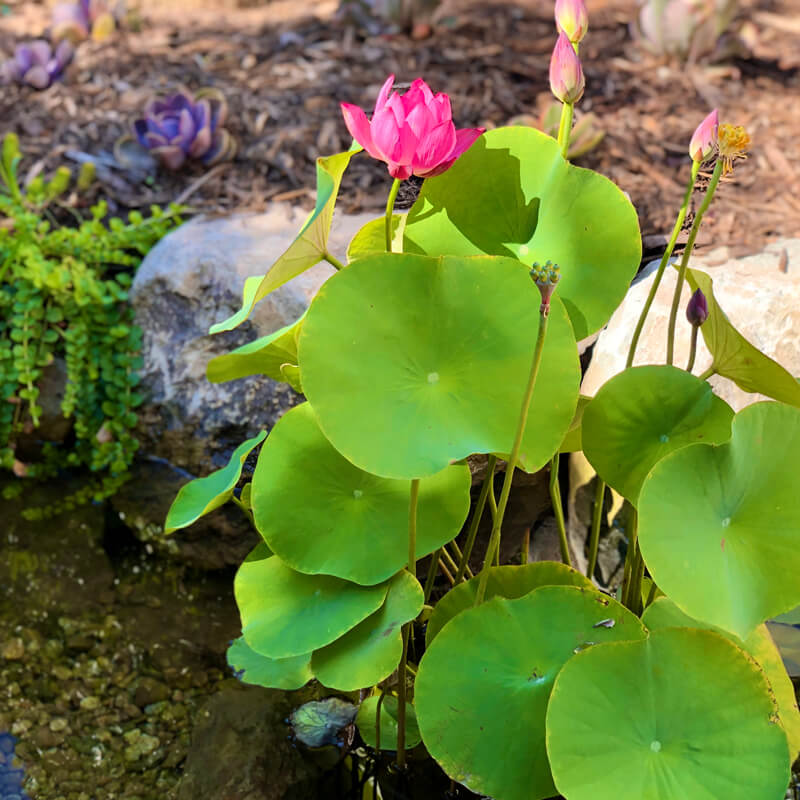 Aquatic Plants  Pro Ponds West