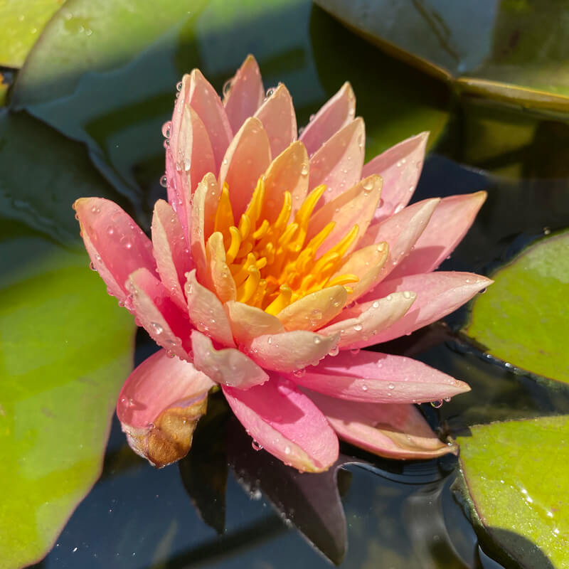 Water World: A Natural Swimming Pool, Lily Pads Included - Gardenista